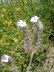 phacelia cicutaria